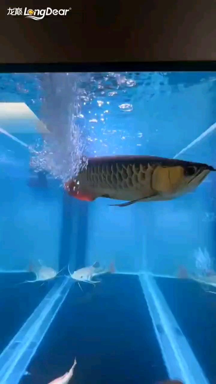 轉(zhuǎn)發(fā)967，凈水-熱騰騰評論：喂食方面要多樣化