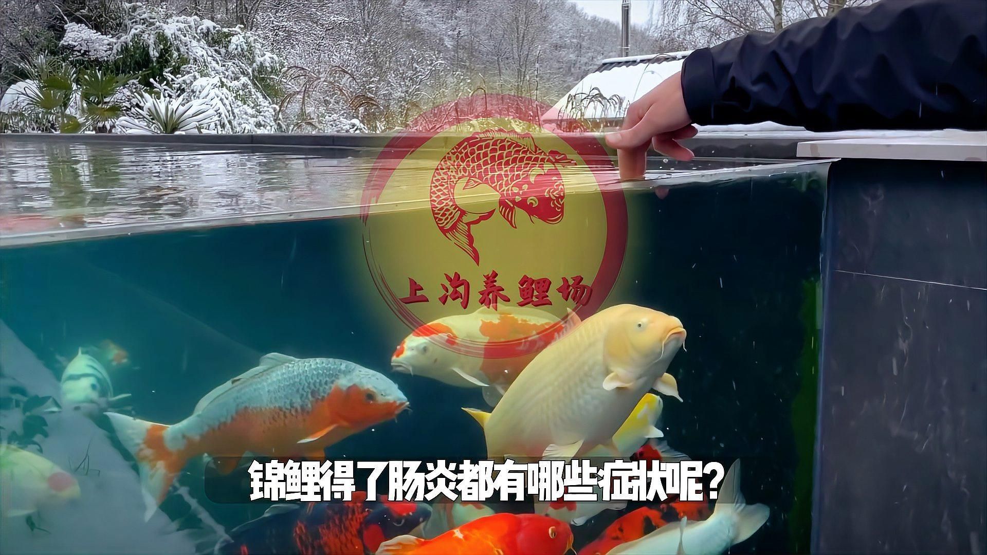 魚得了腸炎的表現，如何判斷錦鯉有腸炎呢