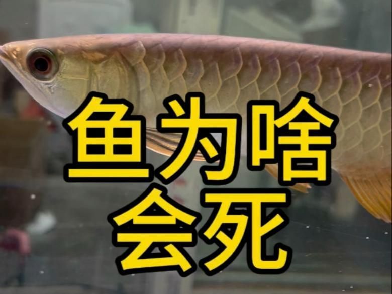 魚死了是替主人擋災嗎，“魚死了是替主人擋災嗎”探討了
