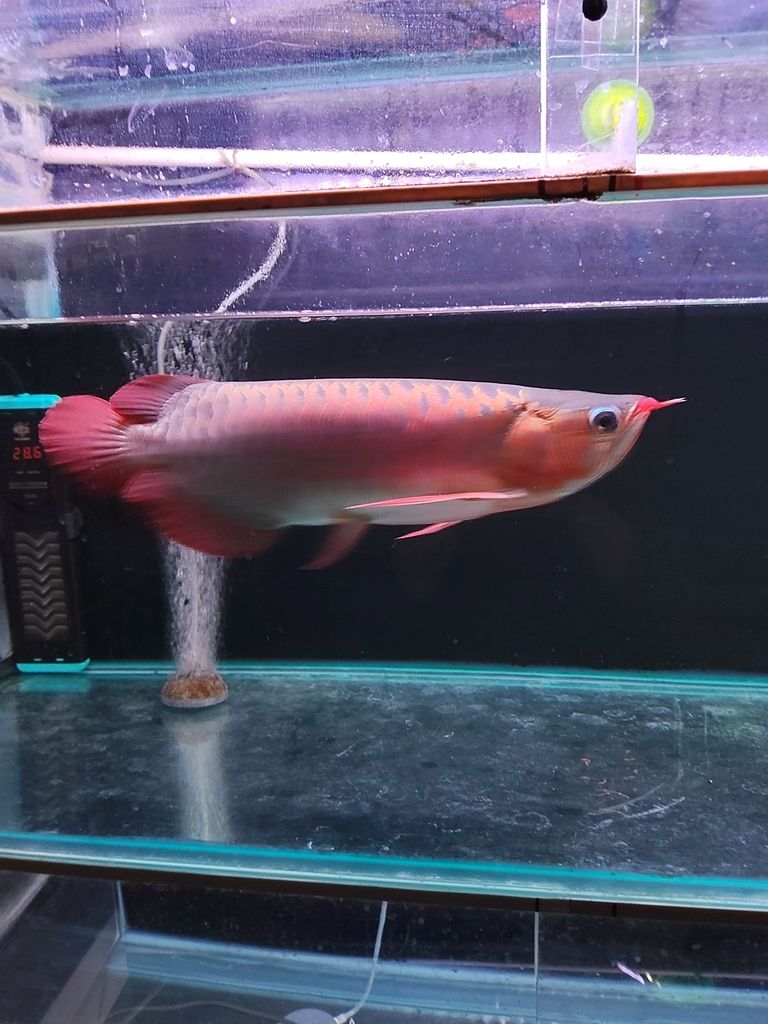 天津濱海新區轉40公分精品紅龍，僅自提，天津濱海新區轉40公分精品紅龍