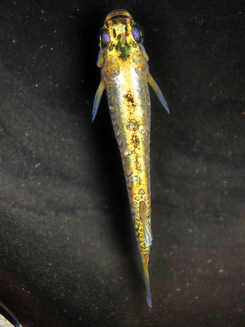 小型廣溫魚觀背青鳉，廣溫魚觀背青鳉新品種 小型廣溫魚觀背青鳉，廣溫魚觀背青鳉新品種 龍魚論壇 第2張