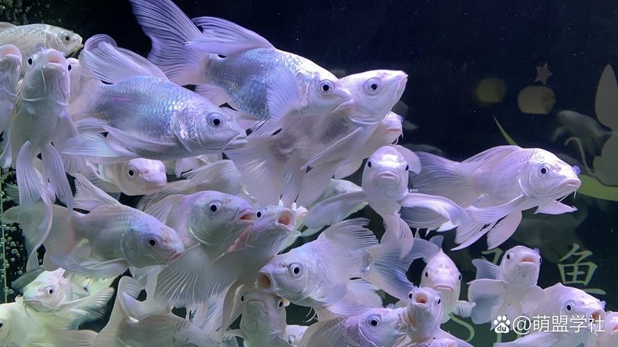有哪些品相優(yōu)良的銀龍魚圖片，品相優(yōu)良的銀龍魚品相挑選的自檢清單，幫你快速識別優(yōu)質個體
