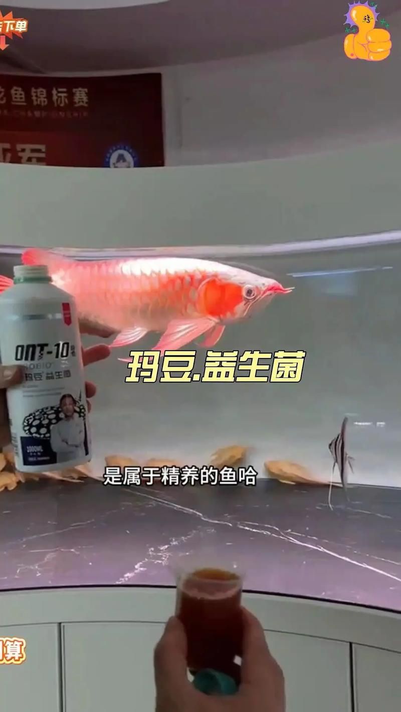 龍魚拒食時應該如何調整喂食？，arxiv論文助手arxiv論文助手arxiv論文助手 龍魚拒食時應該如何調整喂食？，arxiv論文助手arxiv論文助手arxiv論文助手 龍魚百科 第1張