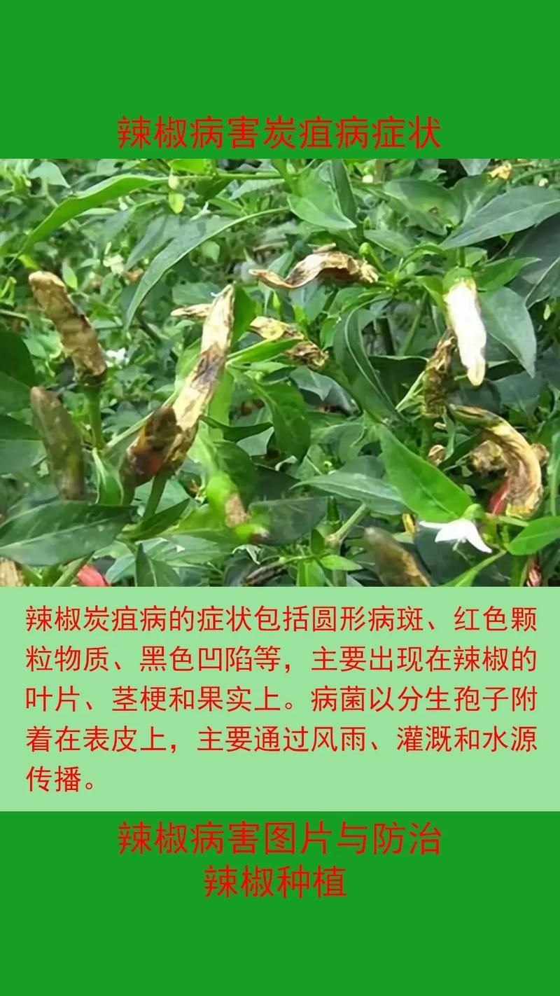 紅龍辣椒有哪些常見病害，紅龍辣椒病害防治