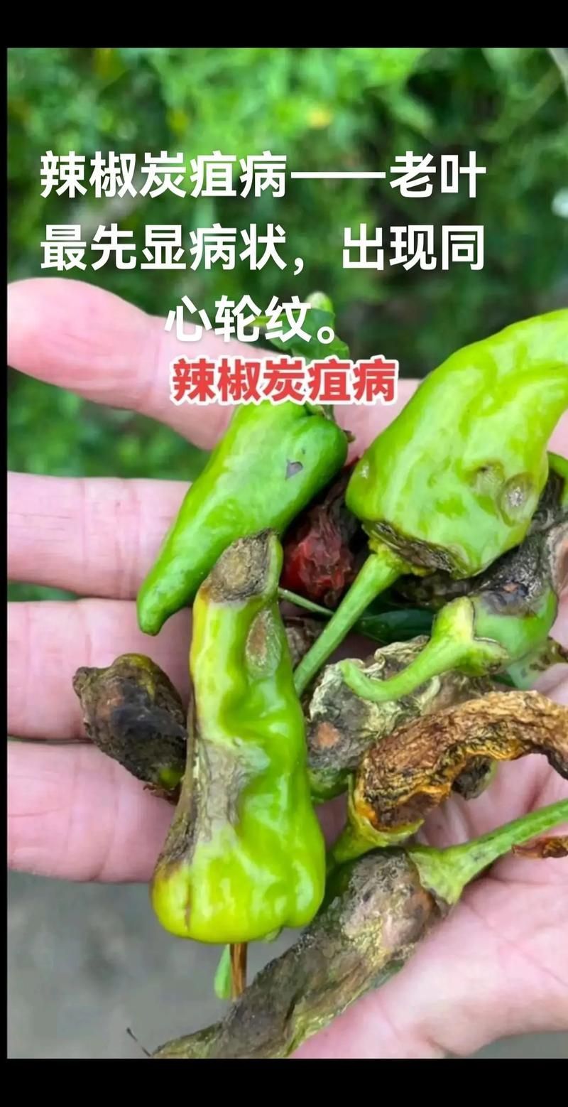 紅龍辣椒有哪些常見病害，紅龍辣椒病害防治