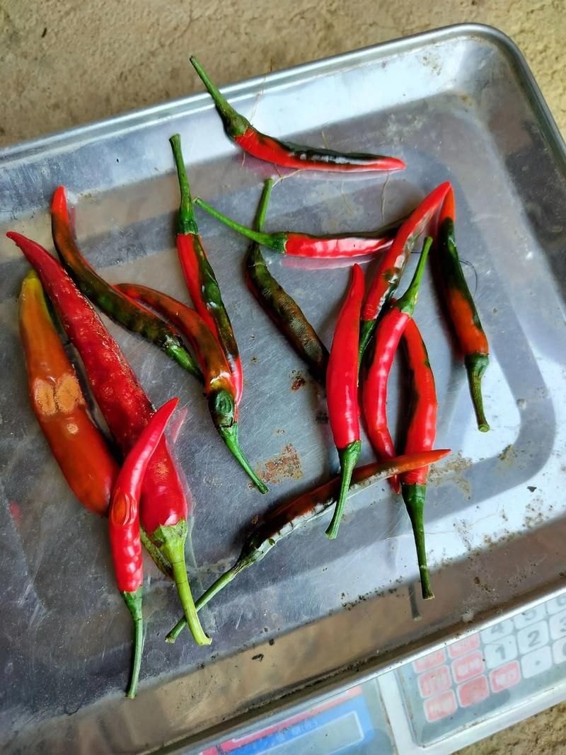 紅龍辣椒有哪些常見病害，紅龍辣椒病害防治