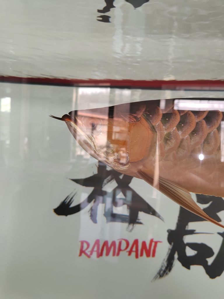 龍魚兜嘴嚴重嗎，小伙發現龍魚有兜嘴現象，小伙不帥_人見人愛評論