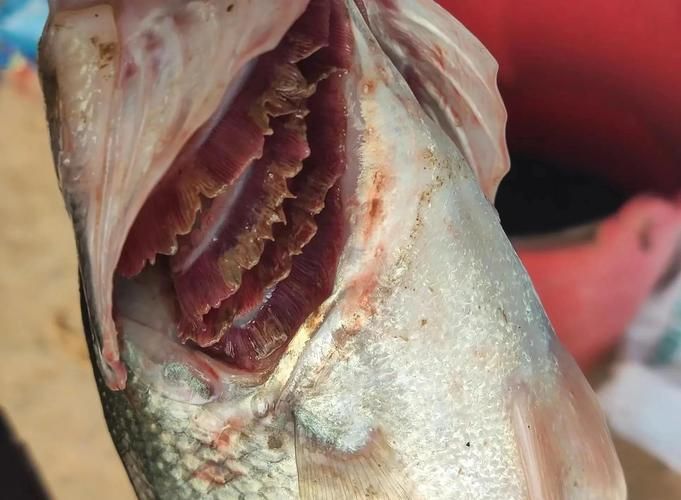 如何判斷魚類是否感染爛鰓病，富媒體組件查詢魚類爛鰓病完整科學信息整理完整科學信息