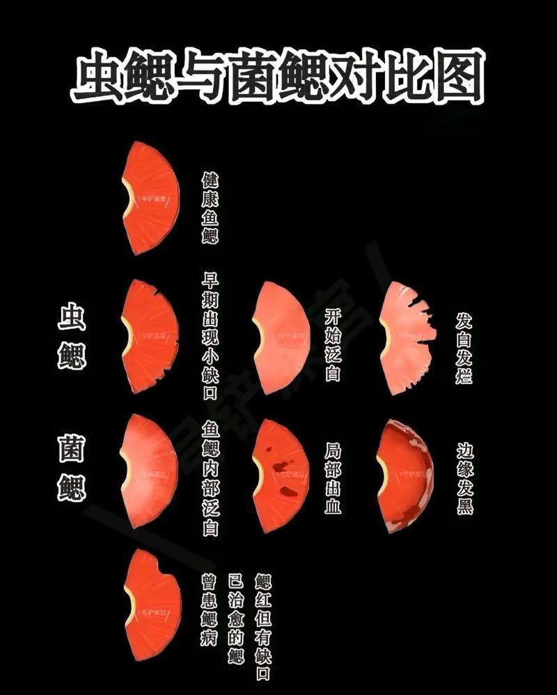 如何判斷魚類是否感染爛鰓病，富媒體組件查詢魚類爛鰓病完整科學信息整理完整科學信息 如何判斷魚類是否感染爛鰓病，富媒體組件查詢魚類爛鰓病完整科學信息整理完整科學信息 龍魚百科 第5張