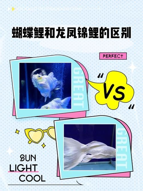 給我一些鑒別龍鳳魚品質的圖片，如何鑒別龍鳳魚品質