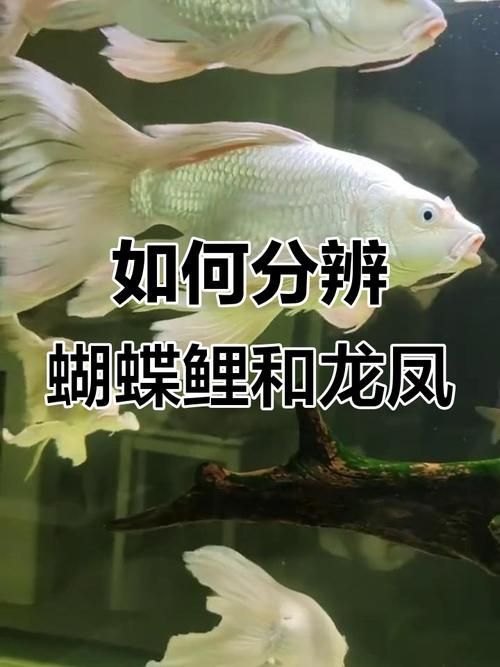 給我一些鑒別龍鳳魚品質的圖片，如何鑒別龍鳳魚品質