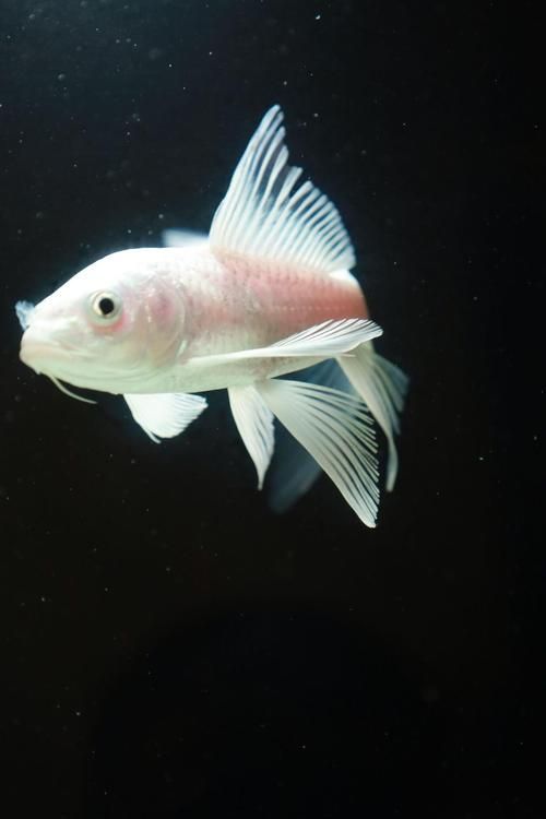 給我一些鑒別龍鳳魚品質的圖片，如何鑒別龍鳳魚品質