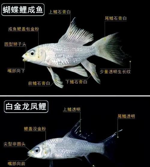 給我一些鑒別龍鳳魚品質的圖片，如何鑒別龍鳳魚品質