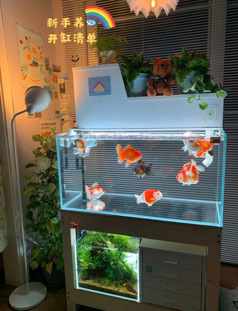 養魚需要哪些基本設備，養魚新手養魚必備清單+避坑指南 養魚需要哪些基本設備，養魚新手養魚必備清單+避坑指南 龍魚百科 第2張