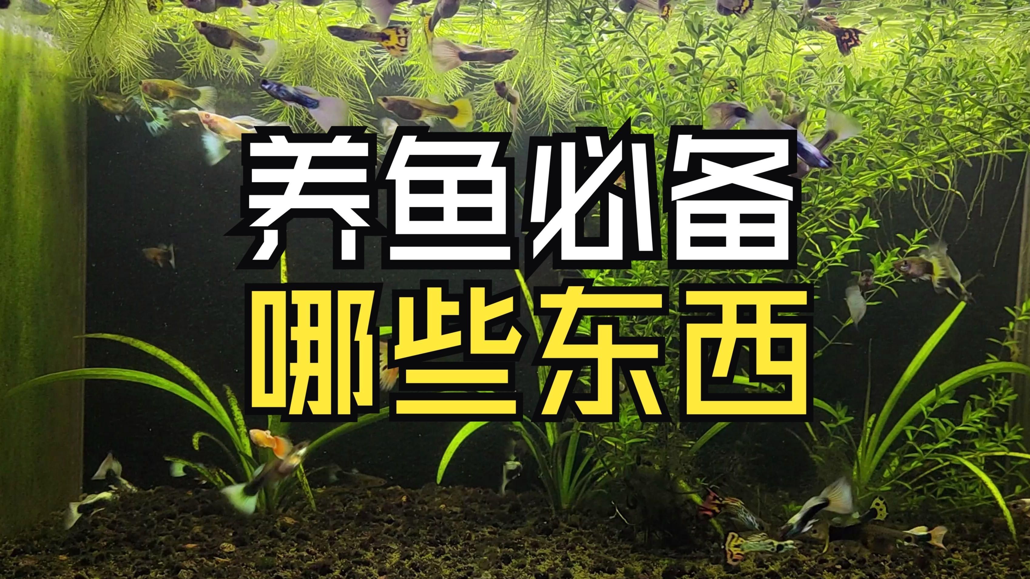 養魚需要哪些基本設備，養魚新手養魚必備清單+避坑指南 養魚需要哪些基本設備，養魚新手養魚必備清單+避坑指南 龍魚百科 第4張