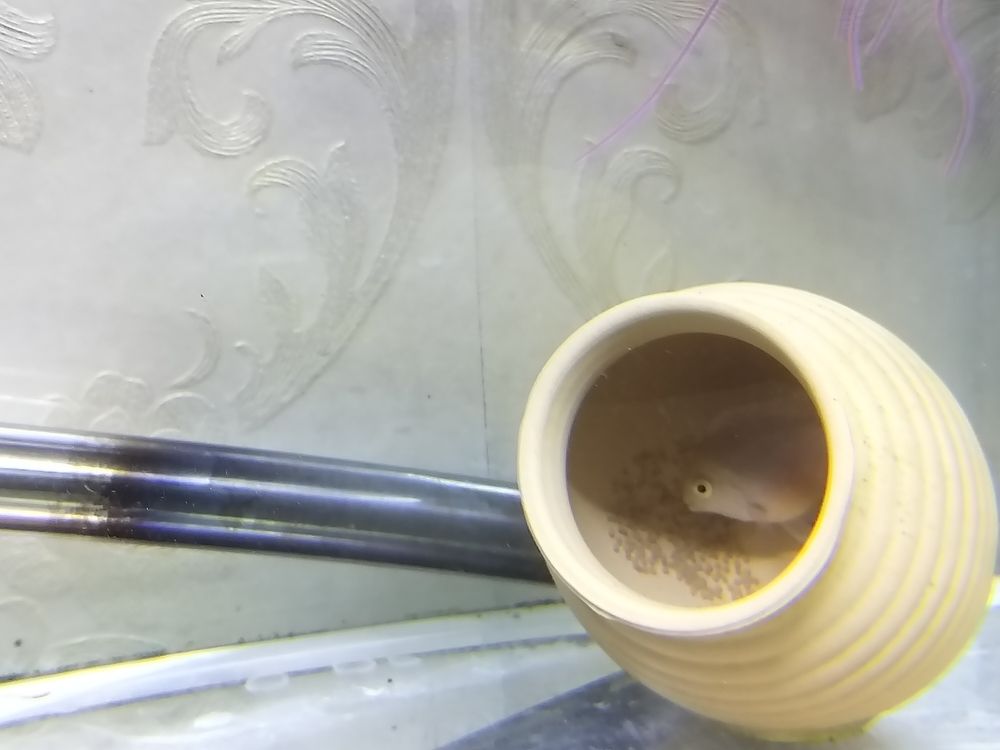 幾天小魚就出來了！，如何提高小魚孵化成功率