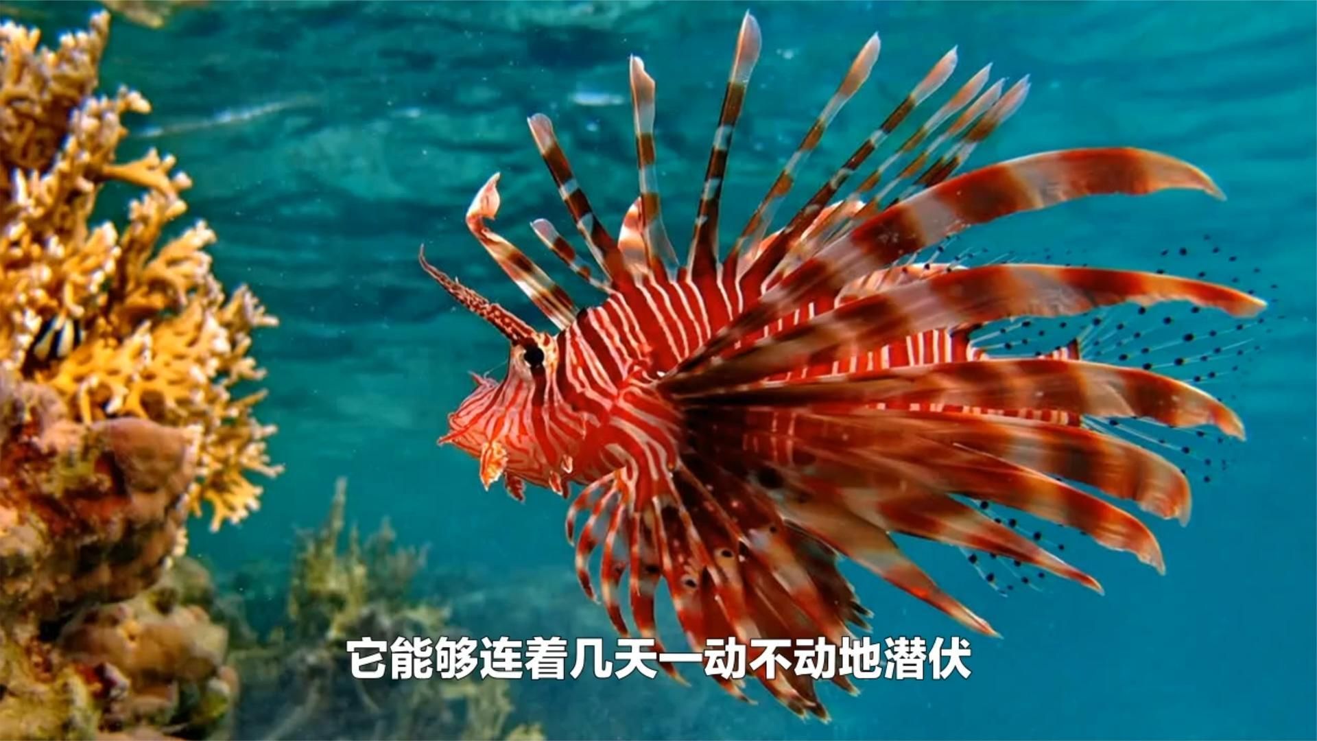 哪些海魚刺傷風險最大，如何預防海魚刺傷，被海魚刺傷后如何急救