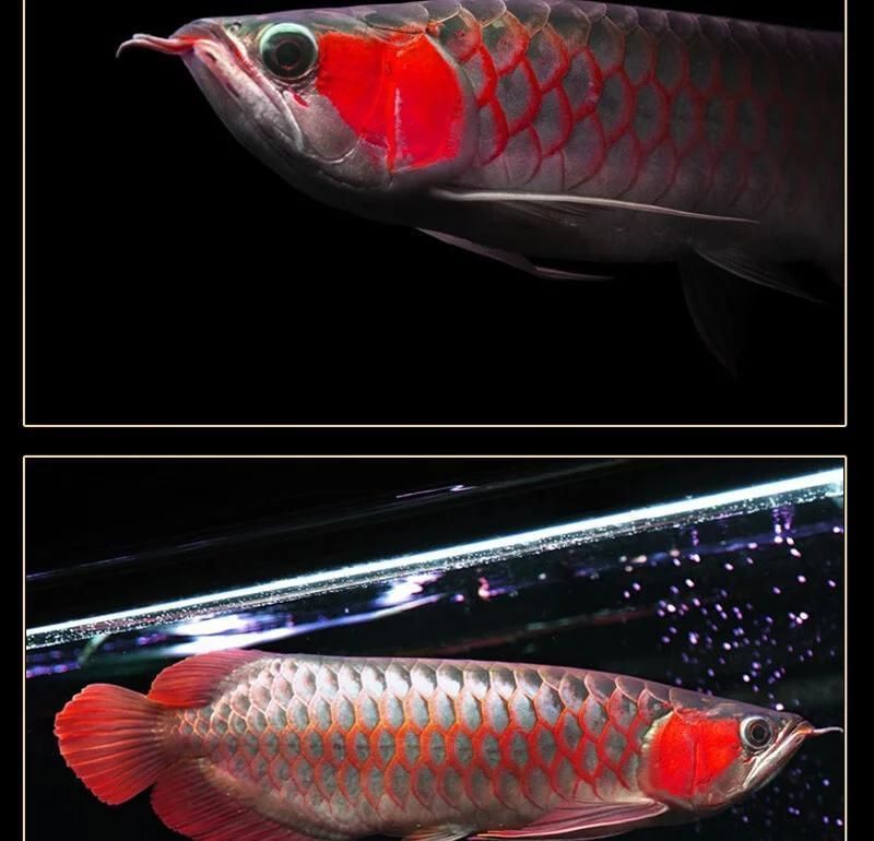 如何區分大湖紅龍魚的品級？