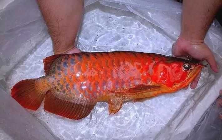 怎么鑒別紅龍魚的品質，如何鑒別紅龍魚的品質