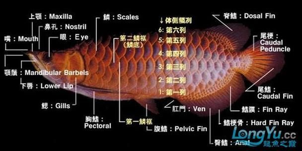 背金龍魚40厘米未爬背的原因與解決方法，背金龍魚40厘米未爬背的原因與解決方法詳解+配圖