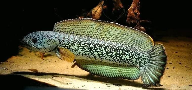 如何鑒別真假巴卡雷龍魚苗，巴卡雷龍魚巴卡雷龍魚巴卡雷龍魚苗鑒別真假鑒別方法