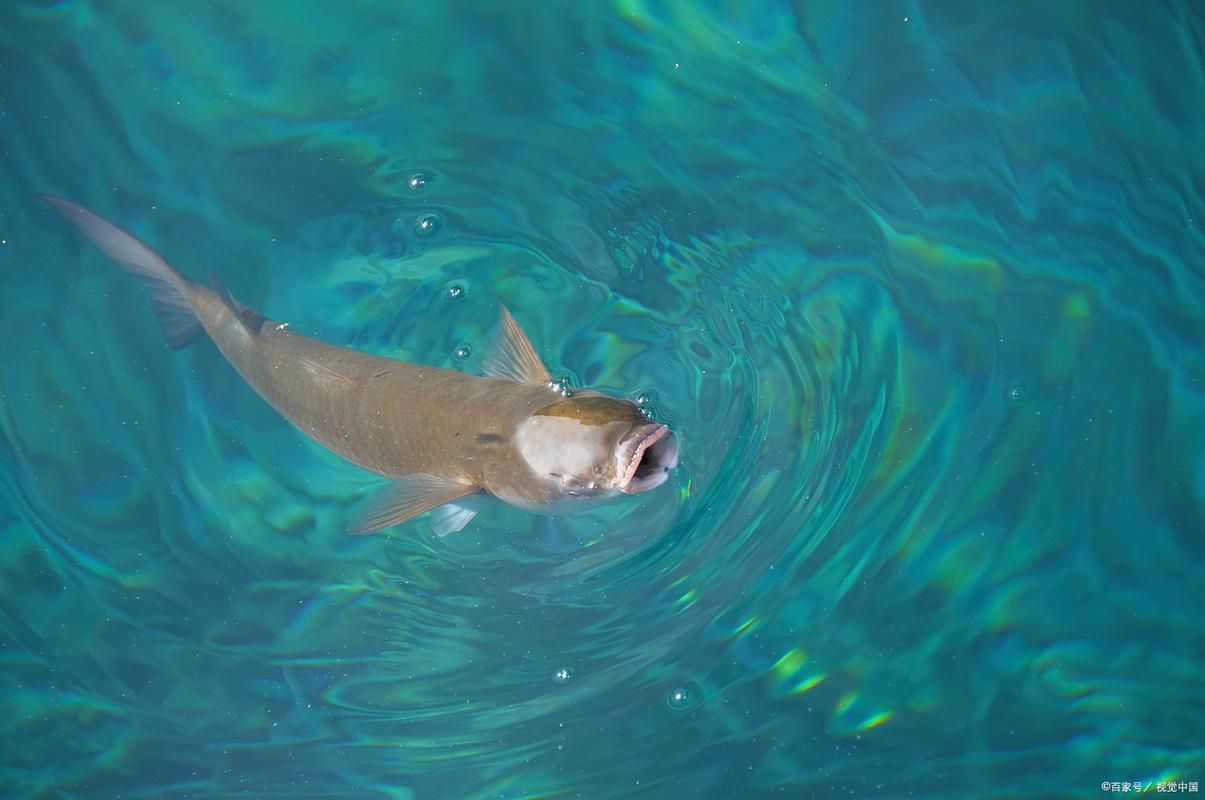 能提供更多關于魚浮在水面呼吸急促的圖片嗎，魚浮在水面呼吸急促如何急救 能提供更多關于魚浮在水面呼吸急促的圖片嗎，魚浮在水面呼吸急促如何急救 龍魚百科 第8張
