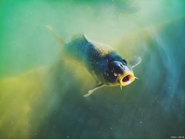 能提供更多關于魚浮在水面呼吸急促的圖片嗎，魚浮在水面呼吸急促如何急救 能提供更多關于魚浮在水面呼吸急促的圖片嗎，魚浮在水面呼吸急促如何急救 龍魚百科 第7張