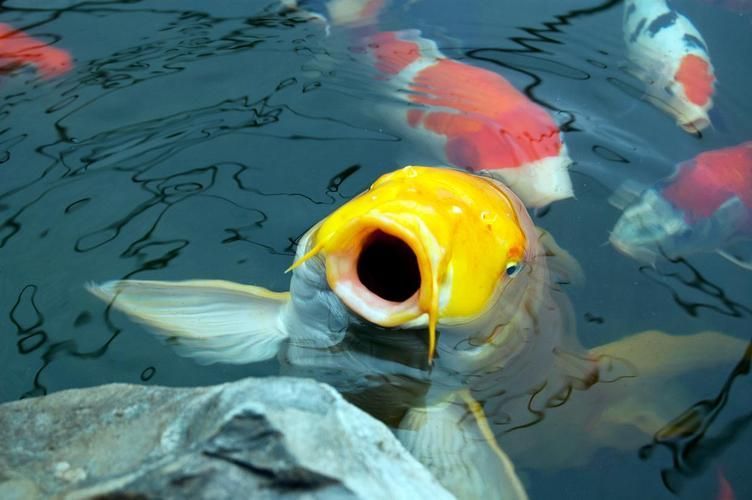 能提供更多關于魚浮在水面呼吸急促的圖片嗎，魚浮在水面呼吸急促如何急救