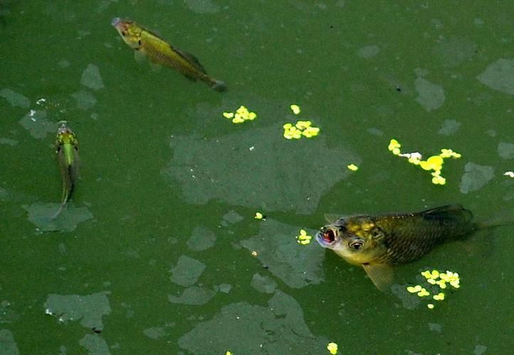 能提供更多關于魚浮在水面呼吸急促的圖片嗎，魚浮在水面呼吸急促如何急救 能提供更多關于魚浮在水面呼吸急促的圖片嗎，魚浮在水面呼吸急促如何急救 龍魚百科 第5張