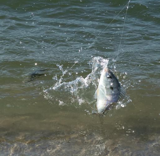 龍魚(yú)鰓蓋掉了能不能長(zhǎng)出來(lái)，龍魚(yú)鰓蓋掉了會(huì)留下疤痕嗎？ 龍魚(yú)鰓蓋掉了能不能長(zhǎng)出來(lái)，龍魚(yú)鰓蓋掉了會(huì)留下疤痕嗎？ 龍魚(yú)百科 第1張