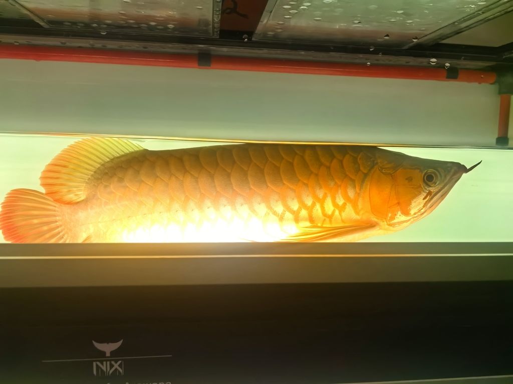 長樂龍魚與金龍魚有何商標爭議?,“長樂龍魚”與“金龍魚”不存在商標爭議僅為網絡誤傳 龍魚百科 第1張 長樂龍魚與金龍魚有何商標爭議?,“長樂龍魚”與“金龍魚”不存在商標爭議僅為網絡誤傳 長樂龍魚與金龍魚有何商標爭議?,“長樂龍魚”與“金龍魚”不存在商標爭議僅為網絡誤傳 龍魚百科 第1張
