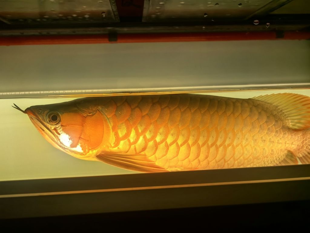 長樂龍魚與金龍魚有何商標爭議?,“長樂龍魚”與“金龍魚”不存在商標爭議僅為網絡誤傳 龍魚百科 第2張 長樂龍魚與金龍魚有何商標爭議?,“長樂龍魚”與“金龍魚”不存在商標爭議僅為網絡誤傳 長樂龍魚與金龍魚有何商標爭議?,“長樂龍魚”與“金龍魚”不存在商標爭議僅為網絡誤傳 龍魚百科 第2張