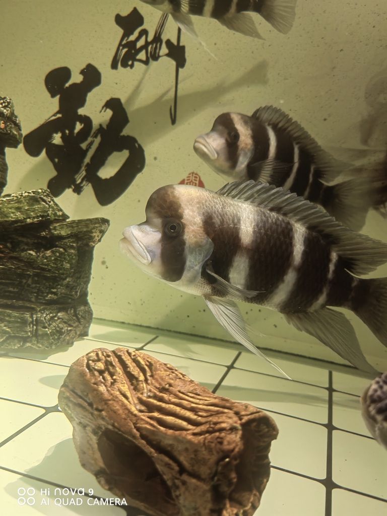 歸湖的大公布隆迪！，“歸湖的大公布隆迪”可能指的是某個特定事件或活動