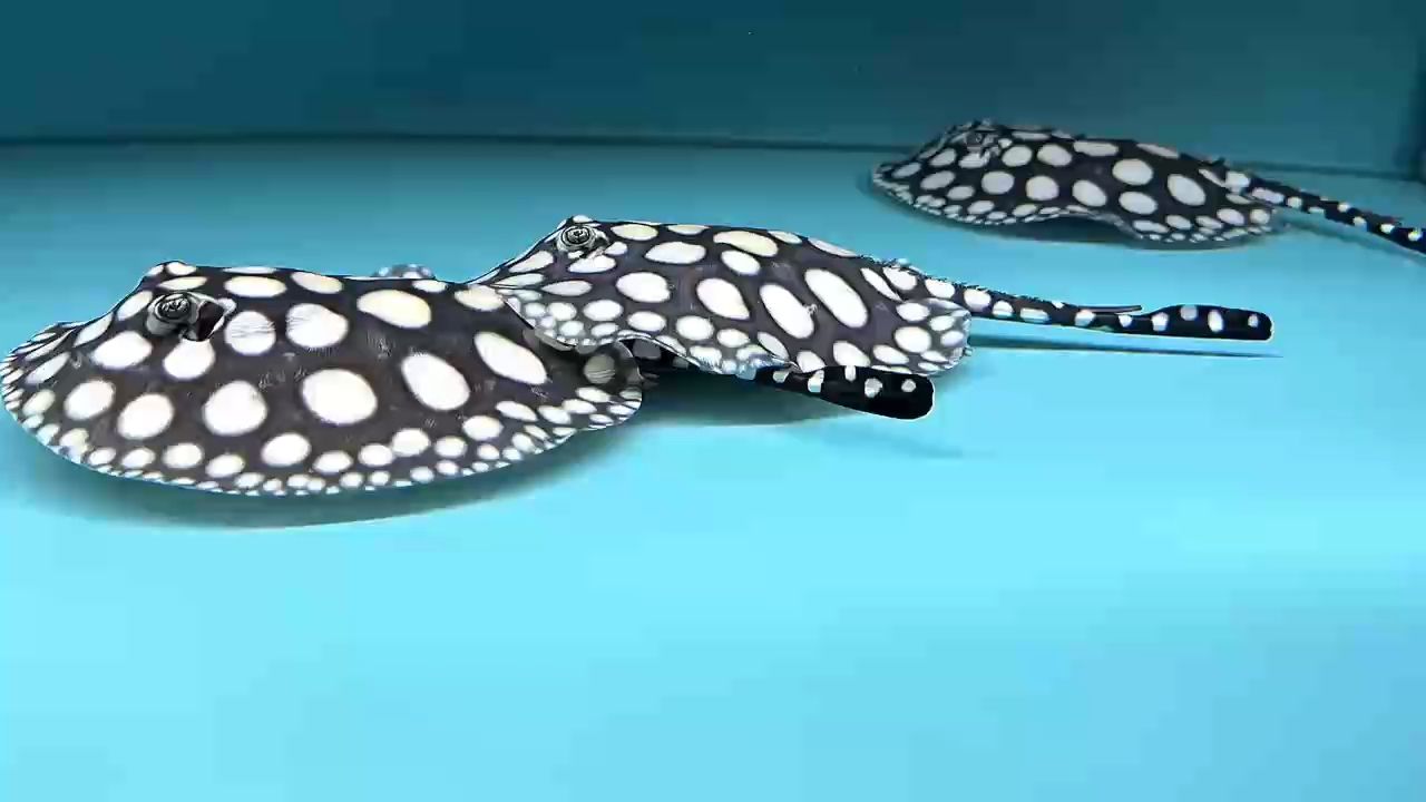 在成長，在變化，血系的提升，繁殖的魅力
非常養眼的一缸小魚，羅德島機械師評論：非常養眼的一缸小魚