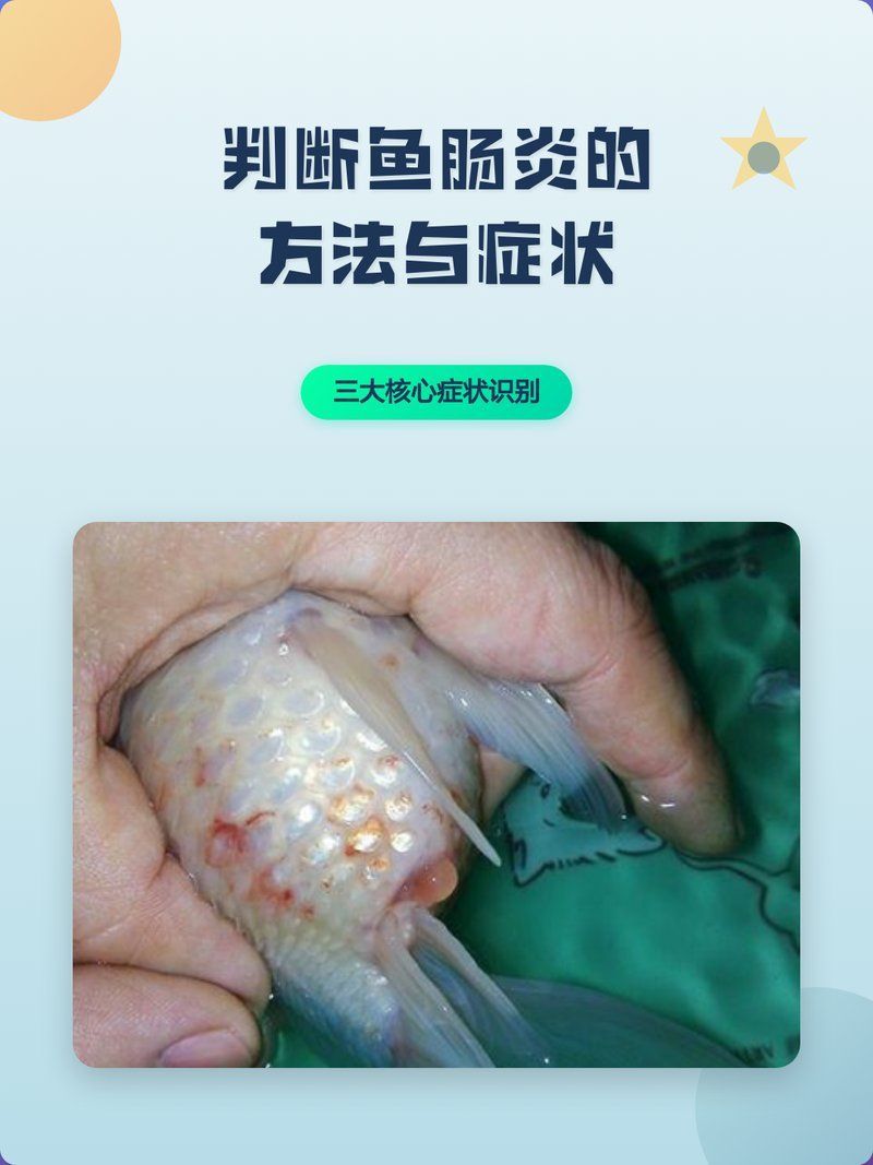 龍魚細菌性腸炎有哪些癥狀，龍魚細菌性腸炎的一些常見癥狀