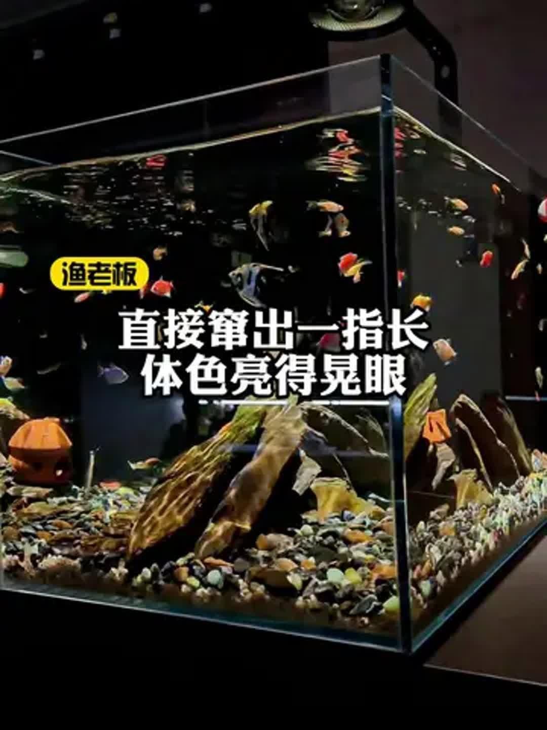 銀龍魚喂什么飼料最好？，關于銀龍魚喂食的建議