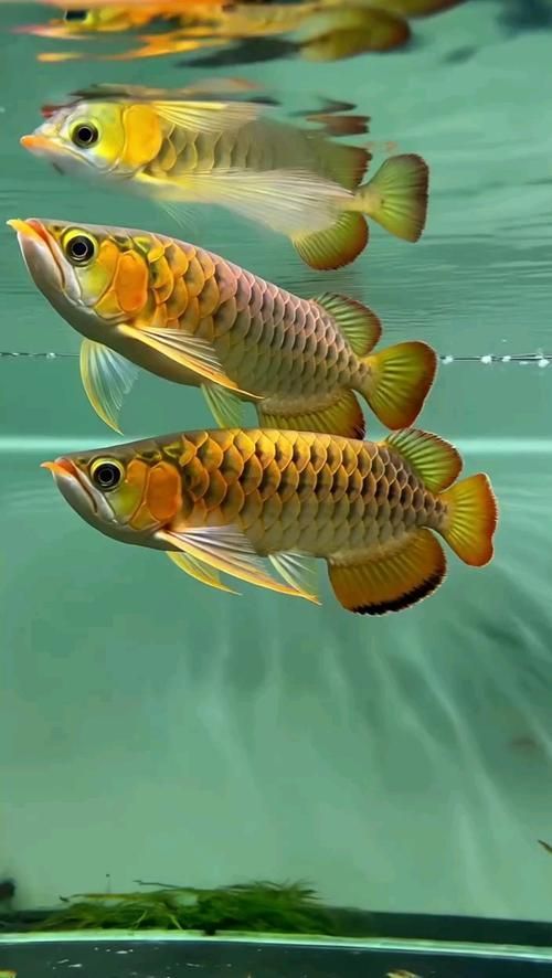 龍魚壁紙的動態(tài)效果如何，龍魚動態(tài)壁紙的動態(tài)效果