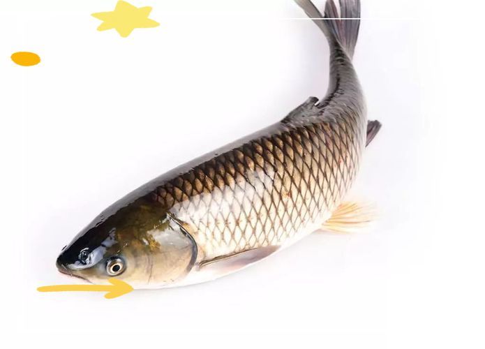 豎鱗病圖片，如何判斷魚是否患有豎鱗病