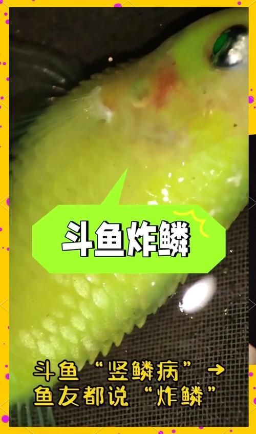 豎鱗病圖片，如何判斷魚是否患有豎鱗病