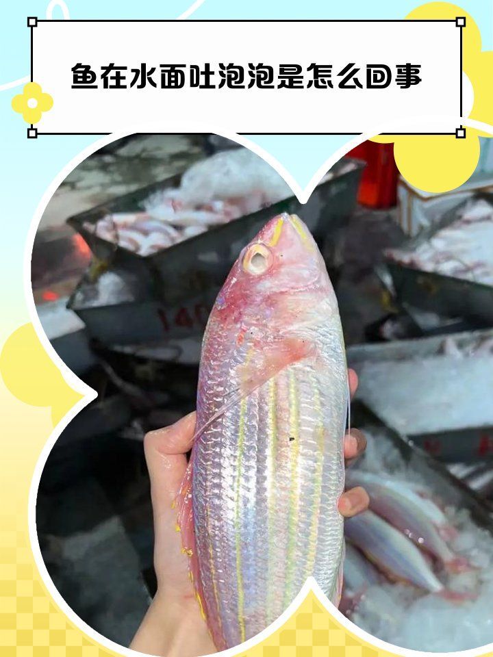 如何緩解龍魚浮頭，如何緩解龍魚浮頭問題？