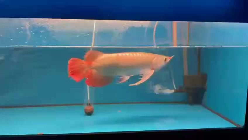 更新，企業(yè)如何通過創(chuàng)新和科技手段來提升其競爭力