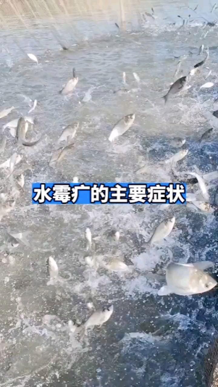 鰓霉病和水霉病哪個更嚴重，鰓霉病與水霉病的區(qū)別