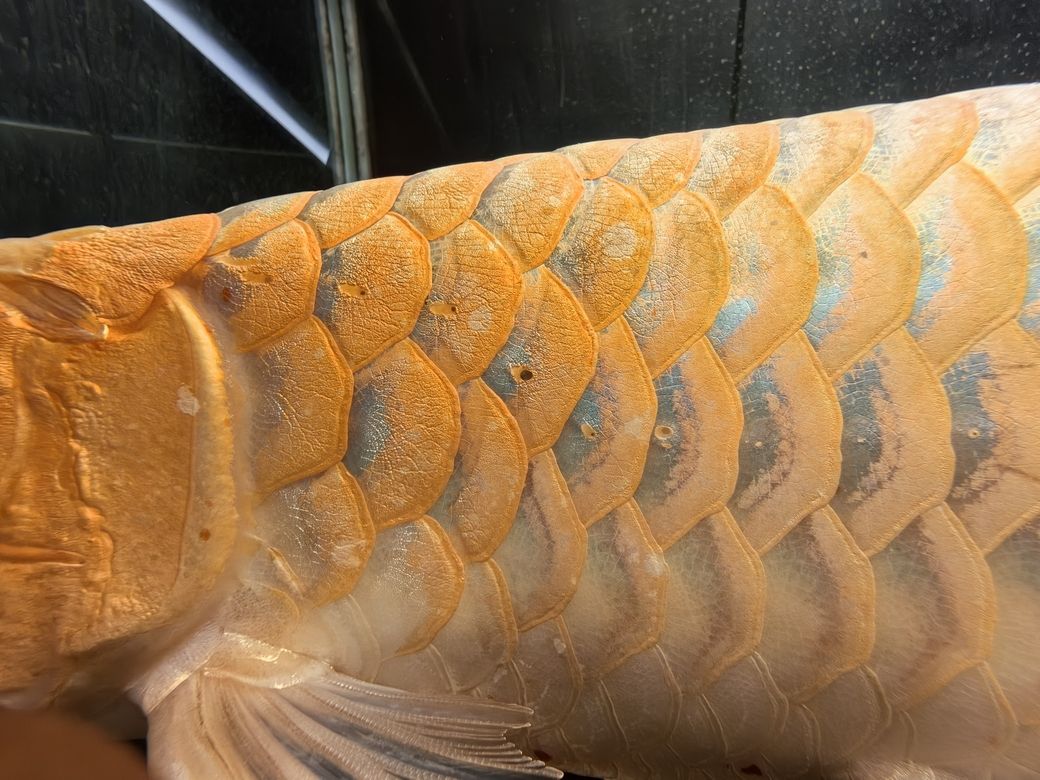 龍魚,水族館飼養龍魚需要注意什么 龍魚論壇 第5張 龍魚,水族館飼養龍魚需要注意什么 龍魚,水族館飼養龍魚需要注意什么 龍魚論壇 第5張