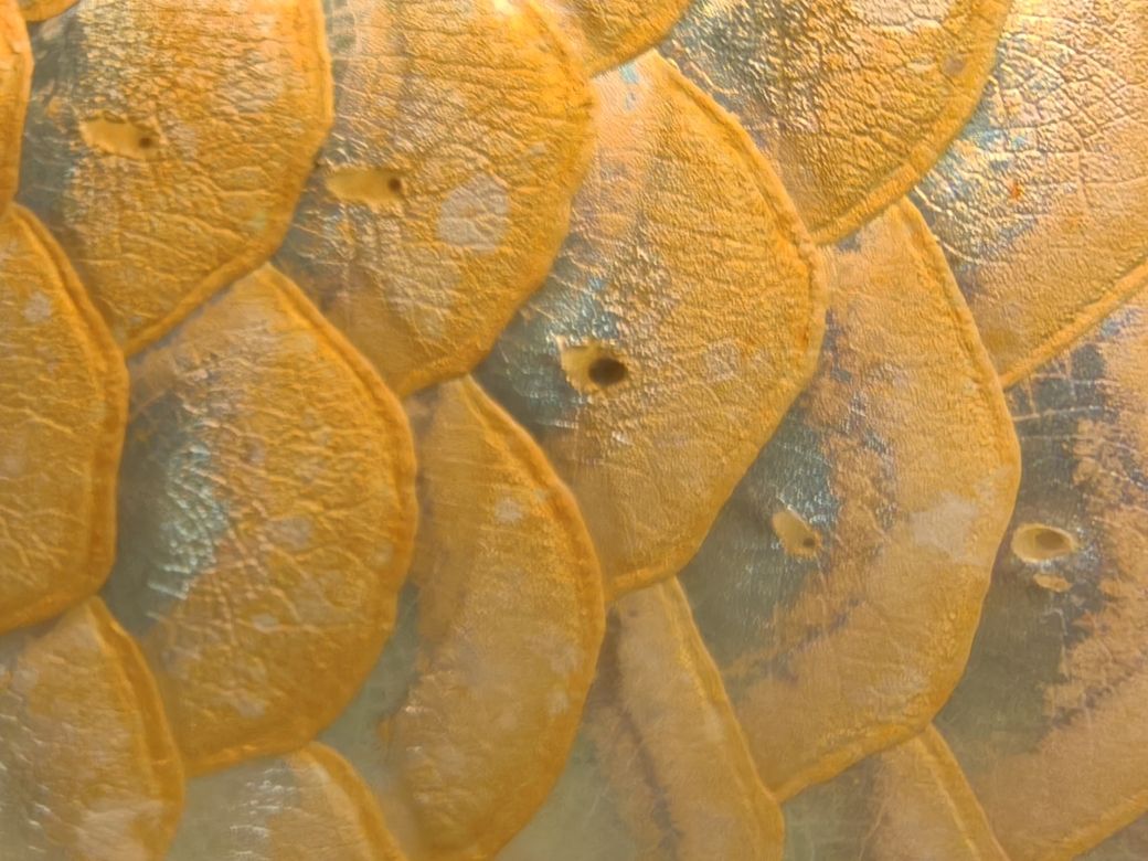 龍魚,水族館飼養龍魚需要注意什么 龍魚論壇 第6張 龍魚,水族館飼養龍魚需要注意什么 龍魚,水族館飼養龍魚需要注意什么 龍魚論壇 第6張