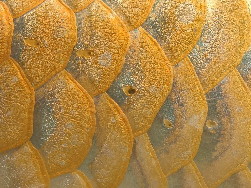 龍魚,水族館飼養龍魚需要注意什么 龍魚論壇 第7張 龍魚,水族館飼養龍魚需要注意什么 龍魚,水族館飼養龍魚需要注意什么 龍魚論壇 第7張