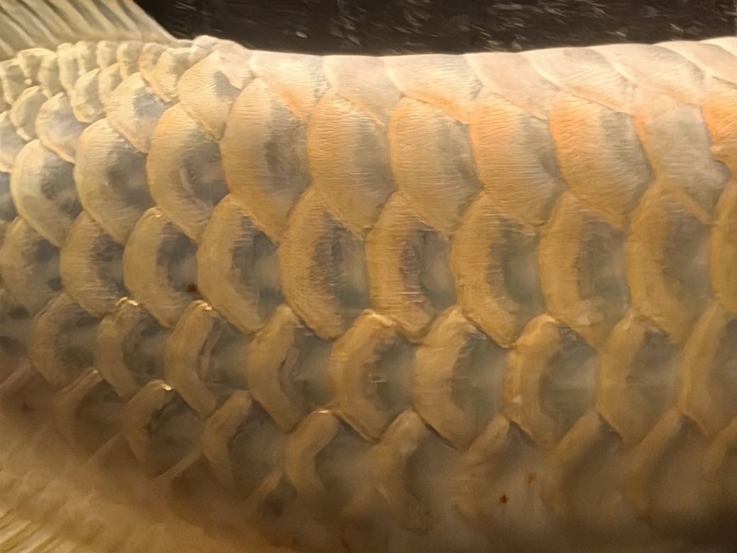龍魚,水族館飼養龍魚需要注意什么 龍魚論壇 第9張 龍魚,水族館飼養龍魚需要注意什么 龍魚,水族館飼養龍魚需要注意什么 龍魚論壇 第9張