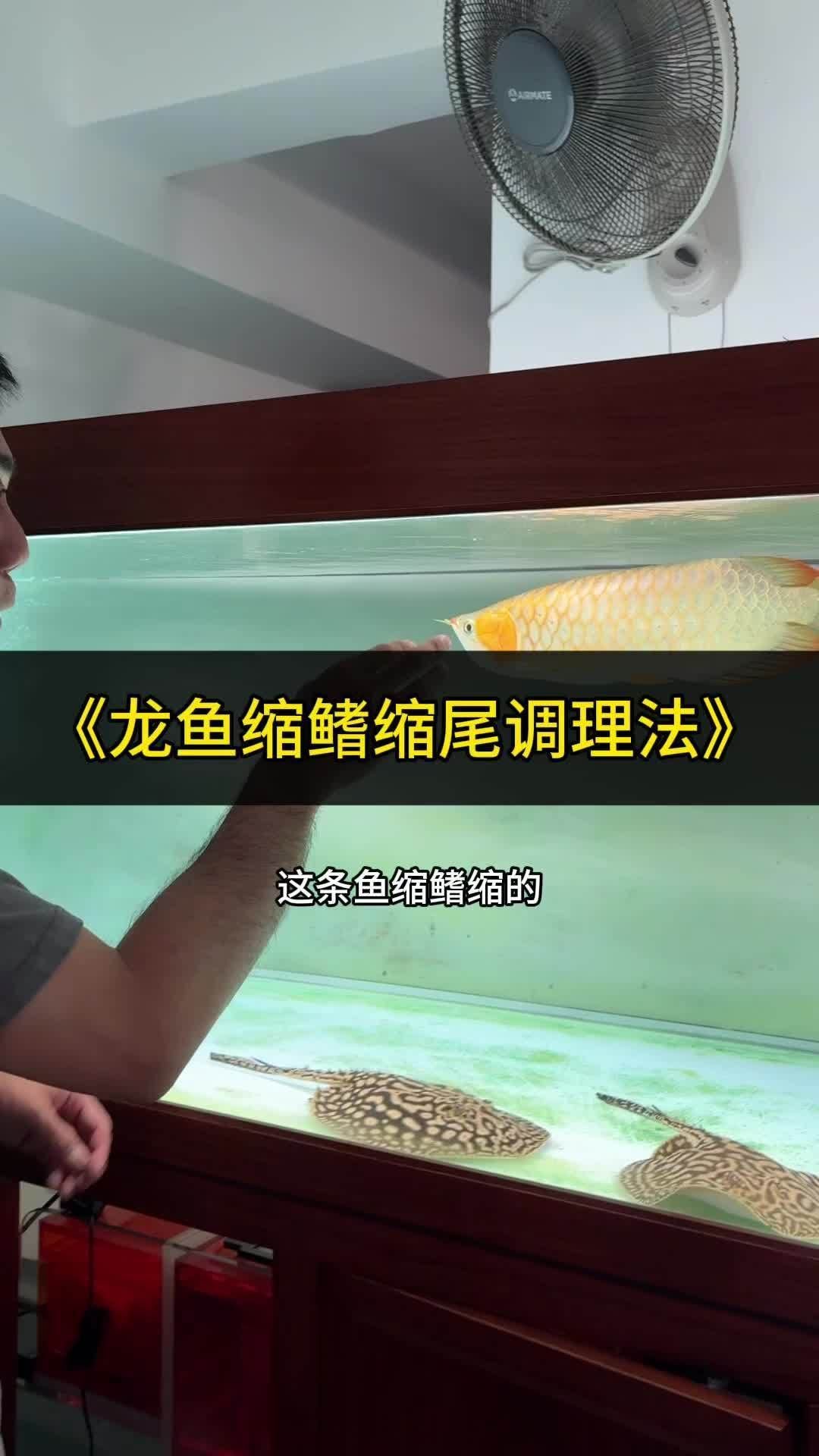 龍魚(yú)吃食不積極怎么調(diào)狀態(tài)，如何通過(guò)調(diào)整龍魚(yú)的飲食狀態(tài)來(lái)改善這一現(xiàn)象