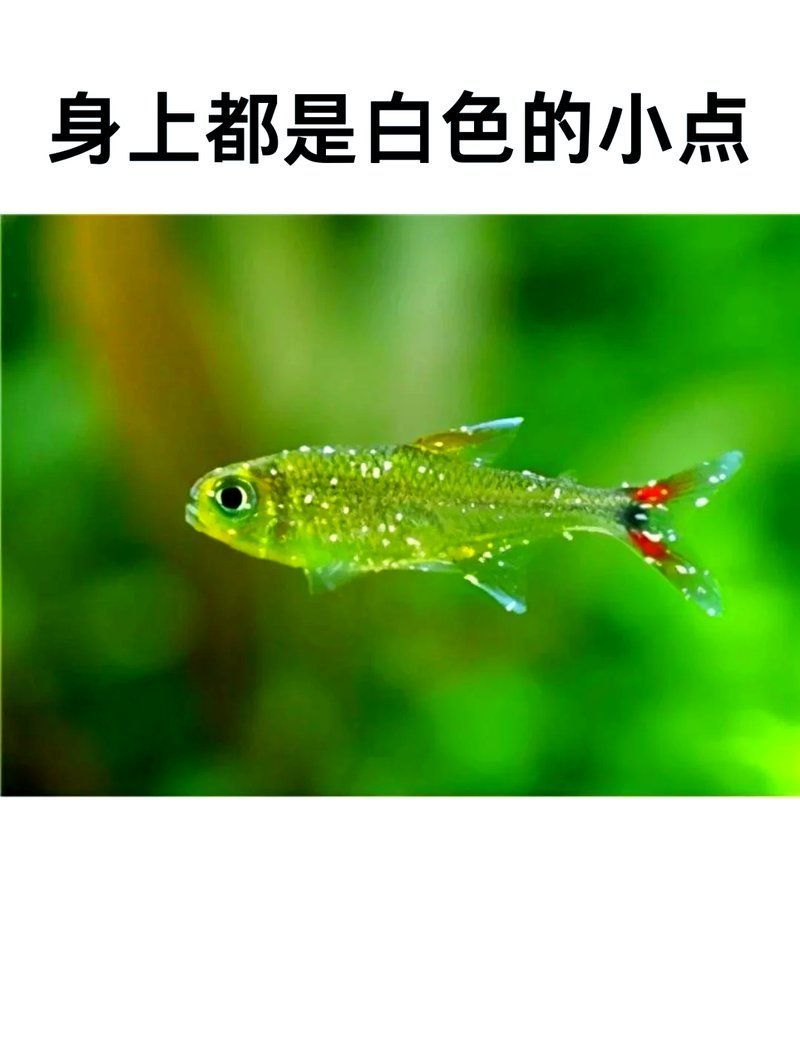 如何預防觀賞魚白霜病，寵物薯，觀賞魚身上長白霜怎么辦 如何預防觀賞魚白霜病，寵物薯，觀賞魚身上長白霜怎么辦 龍魚百科 第4張