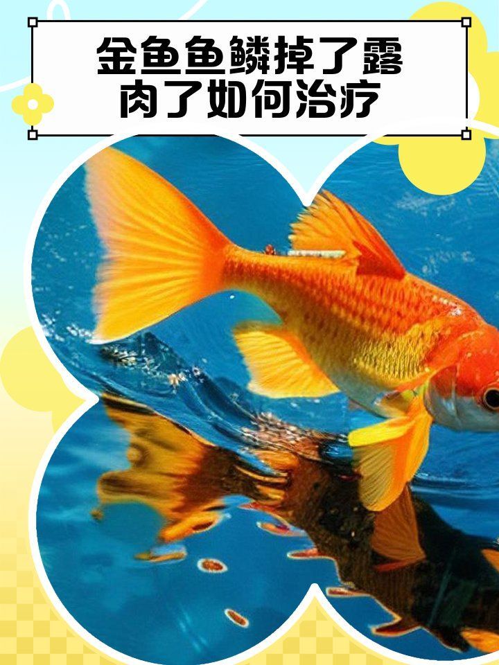 松鱗病能否完全治愈，人類的魚鱗病有哪些類型哪種藥物治療松鱗病最有效