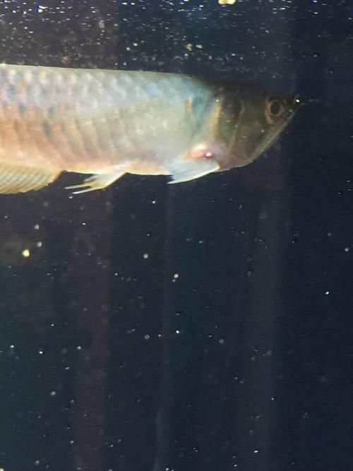 給我一張銀龍魚爛鰭的圖片，銀龍魚爛鰭怎么辦